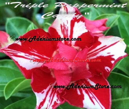(image for) Adenium Obesum Triple Peppermint Candy 5 Seeds - Click Image to Close